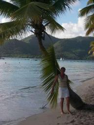 Palmboom