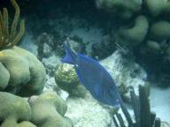 Tobago Cays