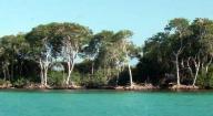 Aves de Barlovento