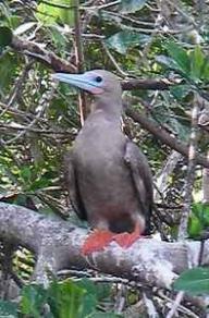 Aves de Barlovento