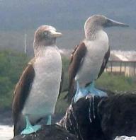 Zeeleeuwen en blue footed boobies