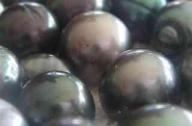 Parels