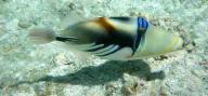 Fantastic snorkling