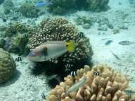 Fantastic snorkling