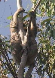 Kangoeroes en koala s