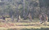 Kangoeroes en koala s