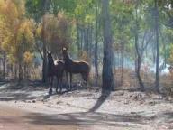 Aboriginals