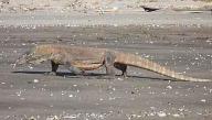 Komodovaranen