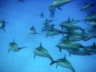 Dolphin Reef