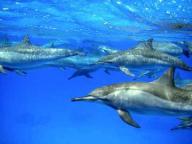 Dolphin Reef
