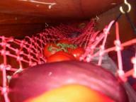 fruithangmat