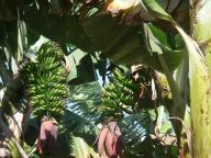La Gomera